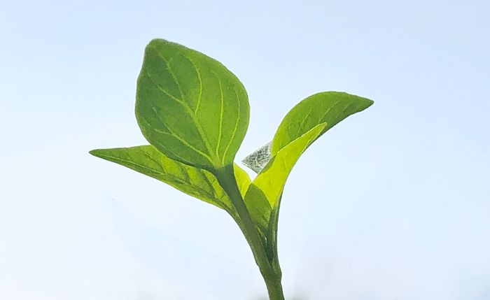 Sustainability